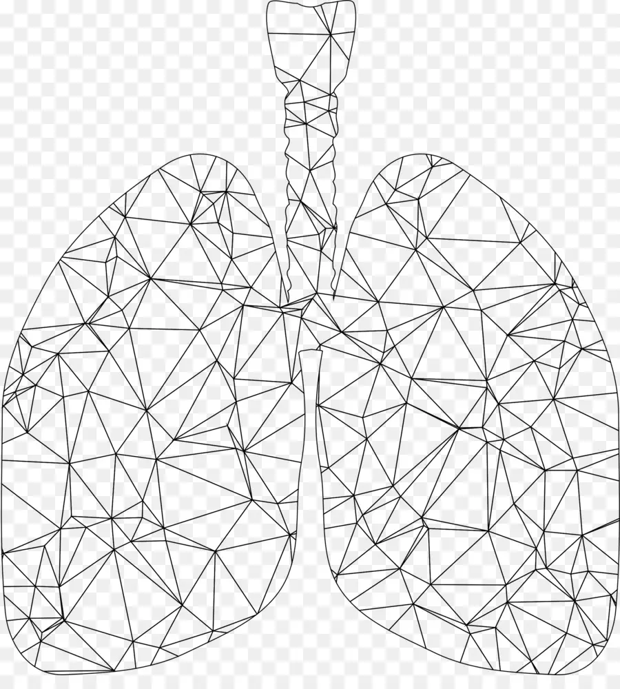 Pulmones，Respiratorio PNG