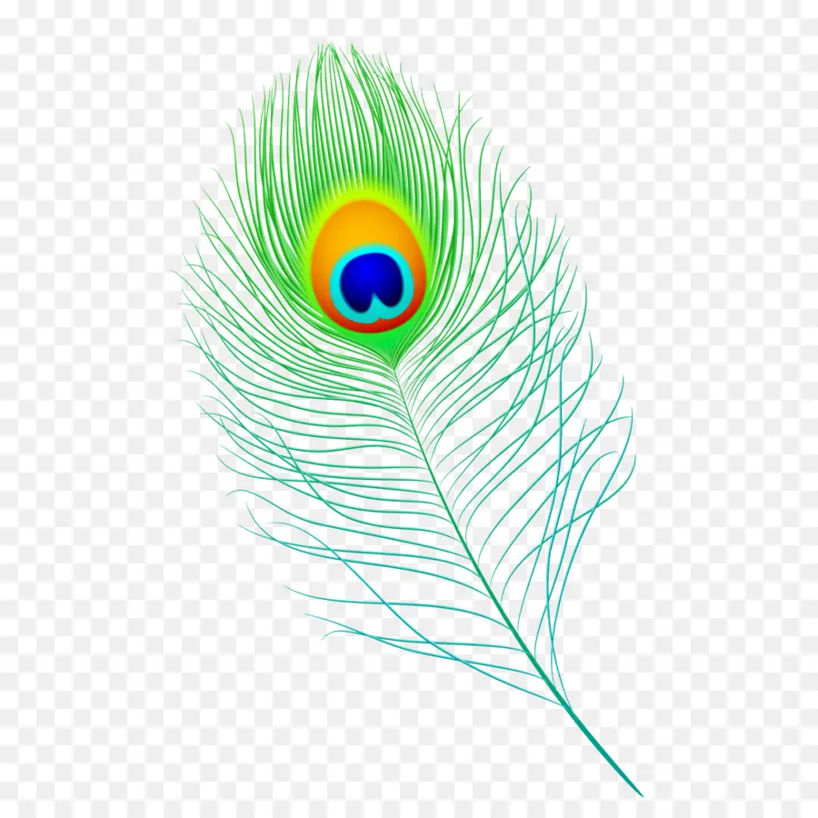 Pluma，Pavo Real PNG