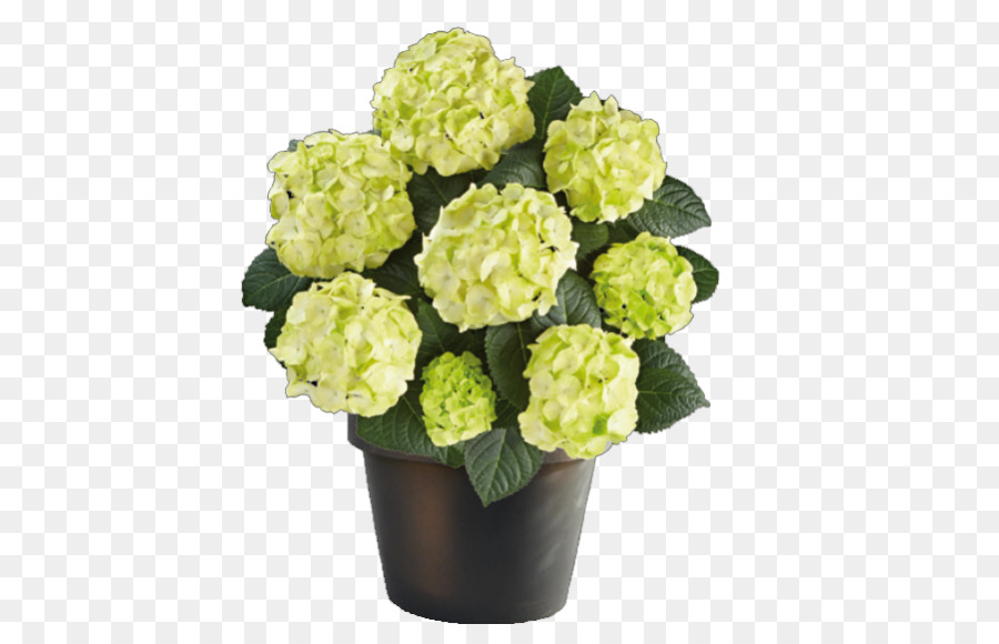 Caipirinha，Hortensia Francesa PNG