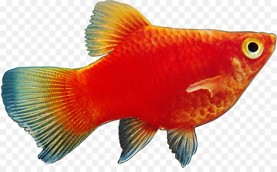 Los Peces，Los Peces Ornamentales PNG