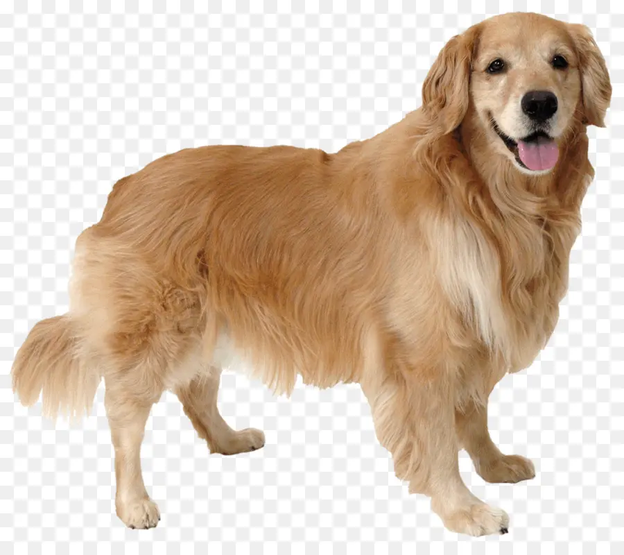 Perro Perdiguero De Oro，Perro PNG