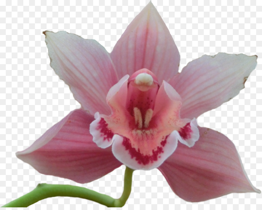 Orquídea Rosa，Florecer PNG