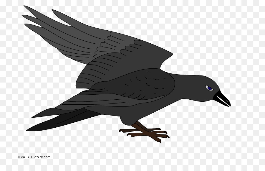 Pájaro，Dibujo PNG