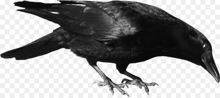 Común Raven，Cuervo PNG