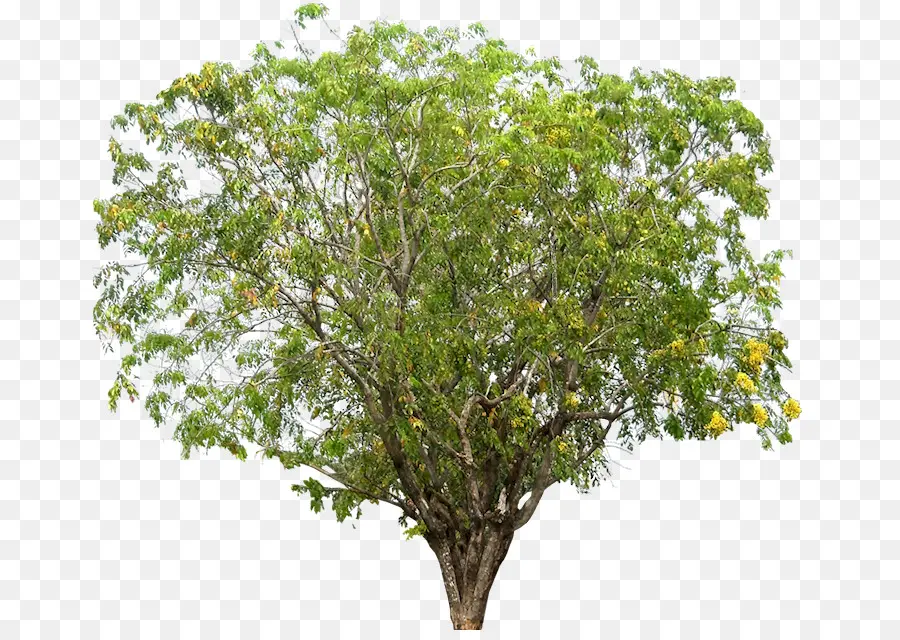 Árbol，Hojas PNG