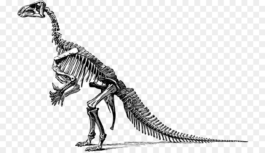 Tyrannosaurus，Stegosaurus PNG