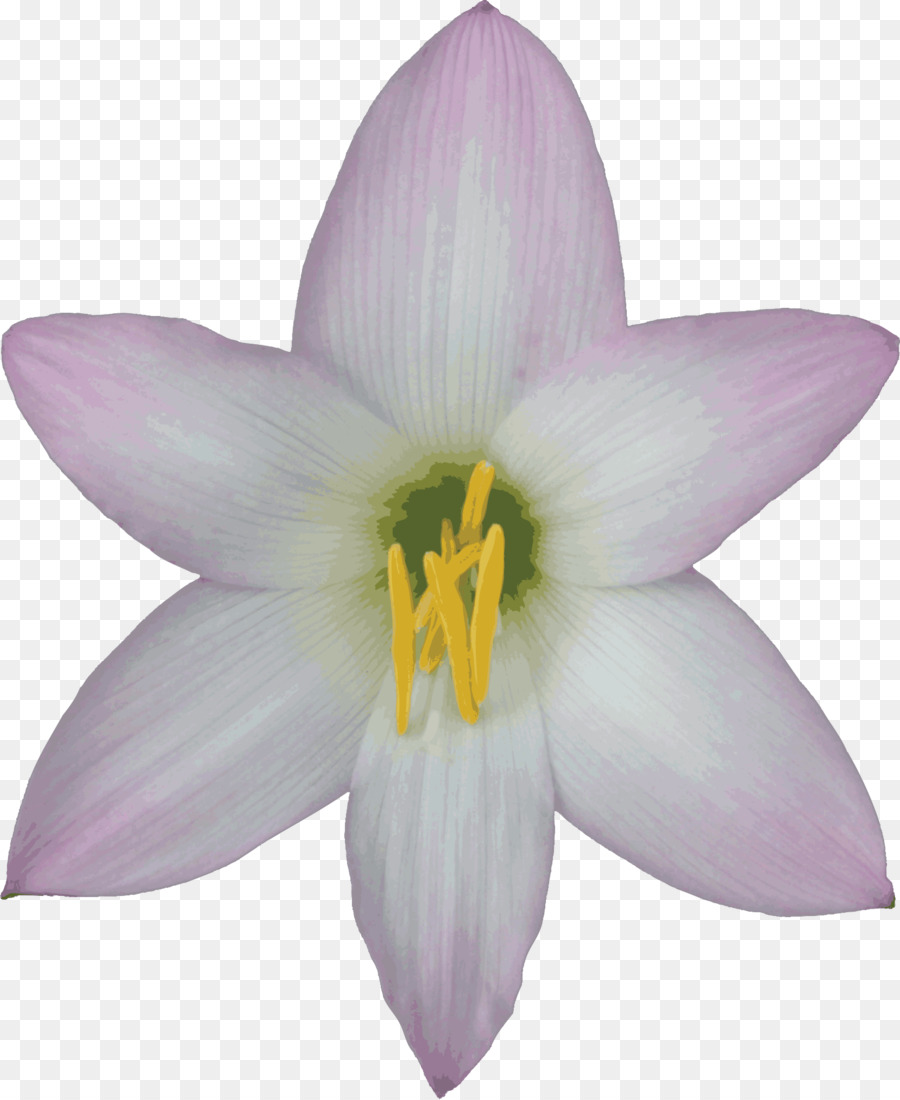 Flor，Lirio De Pascua PNG