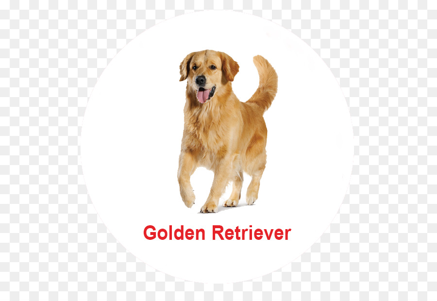 Golden Retriever，Caniche PNG