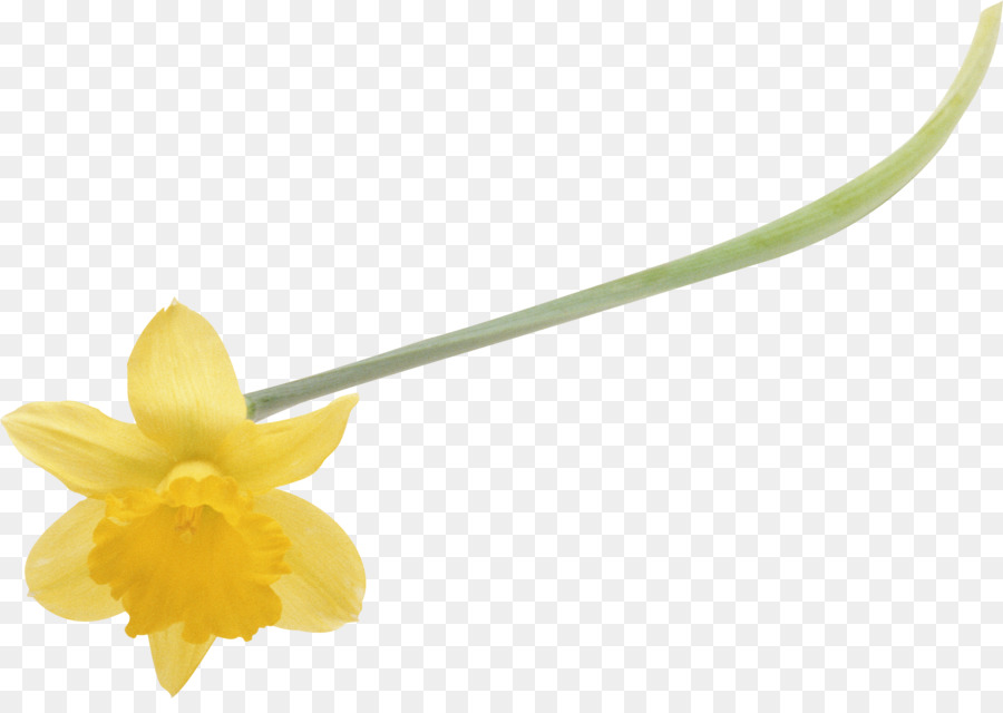 Flor，Narciso PNG