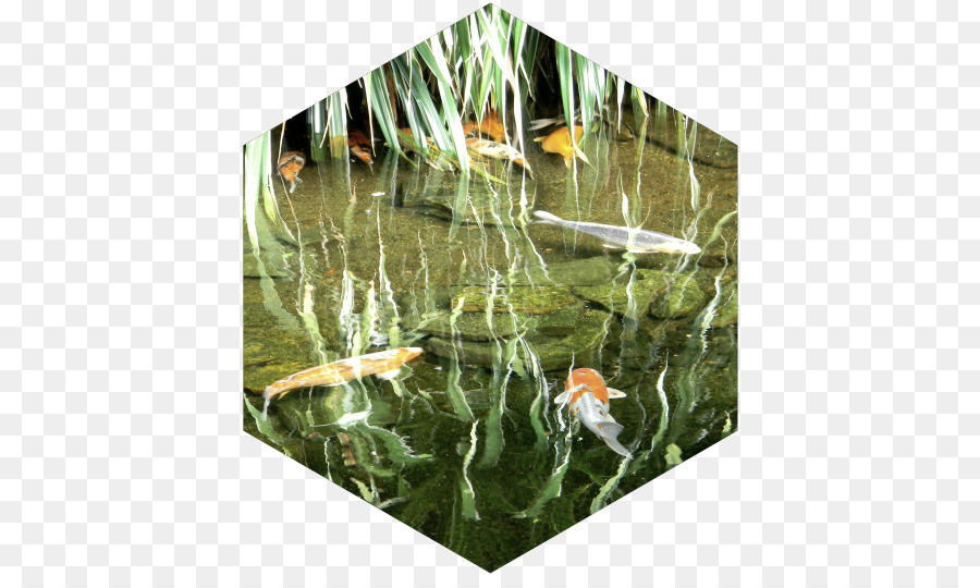 Koi，Estanque De Peces PNG