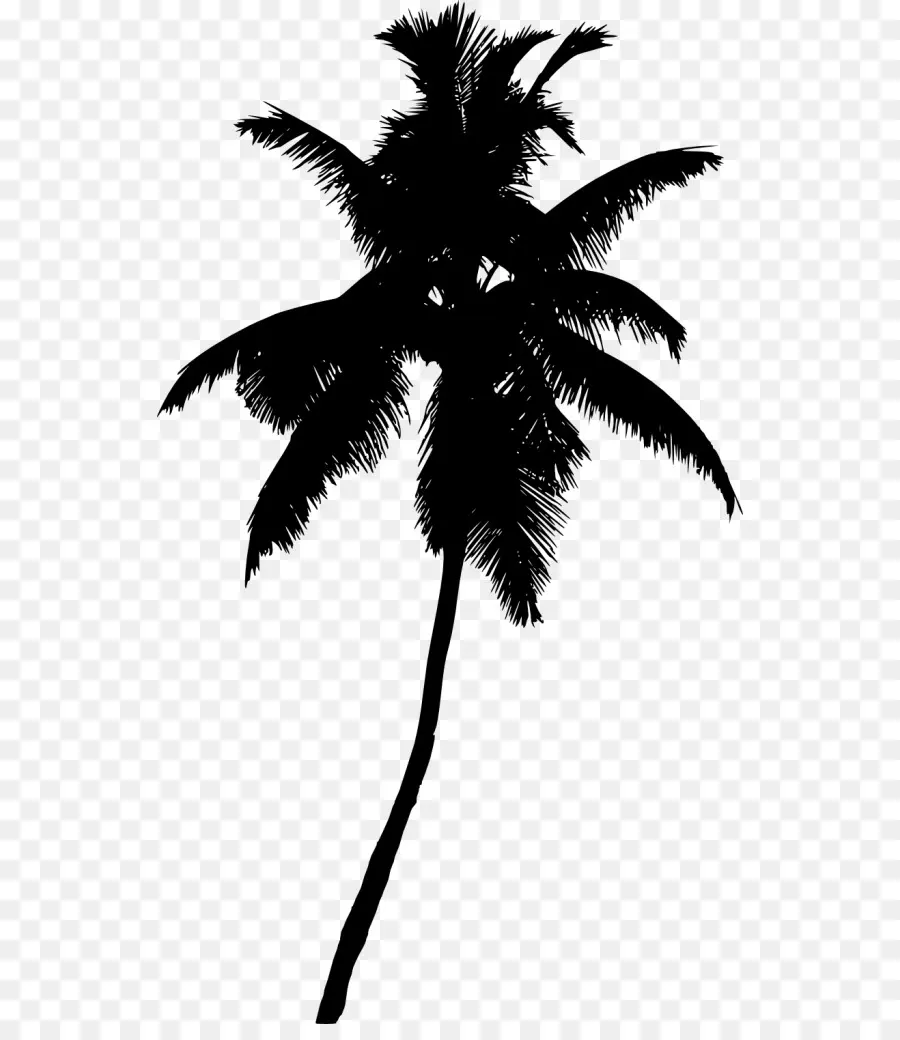 Arecaceae，árbol PNG