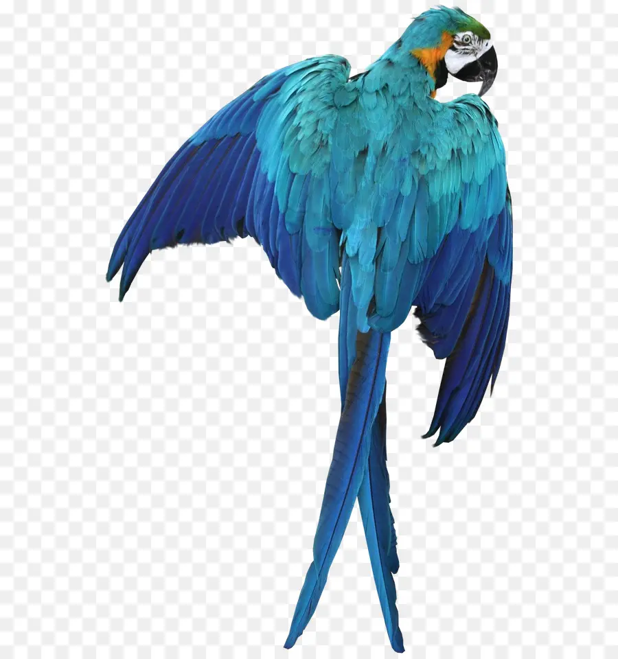 Loro Azul，Plumas PNG