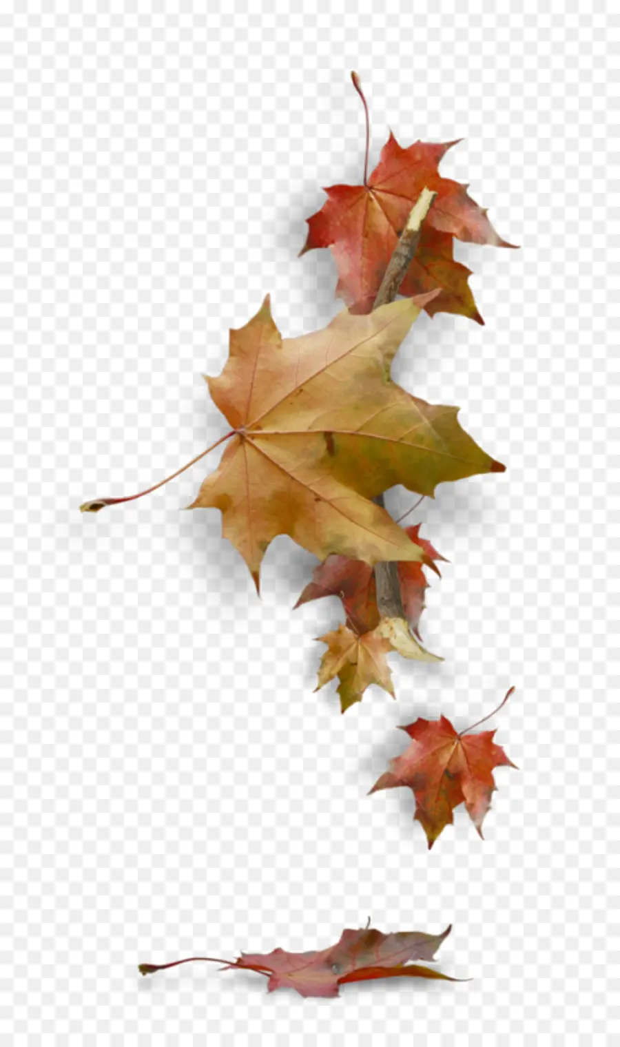 Hojas De Otoño，Caer PNG