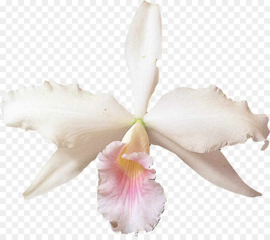 Cattleya Labiata，Las Orquídeas PNG