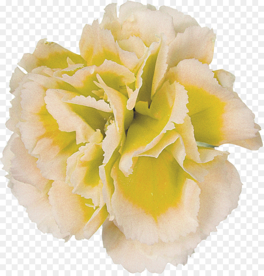 Flor，La Fotografía PNG