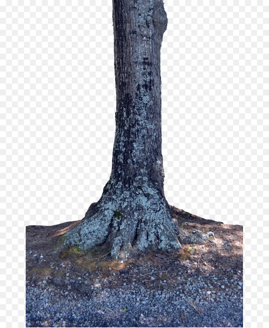 Tronco De árbol，Árbol PNG