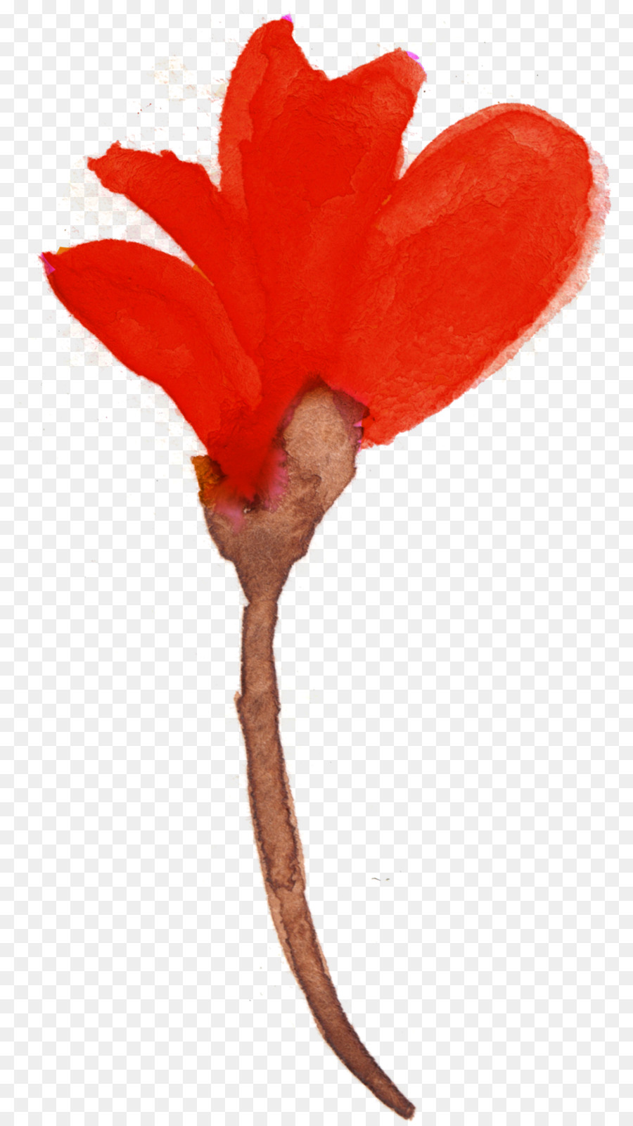 Flor Roja，Rojo PNG