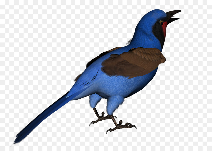 Cuervo Negro，Pájaro PNG