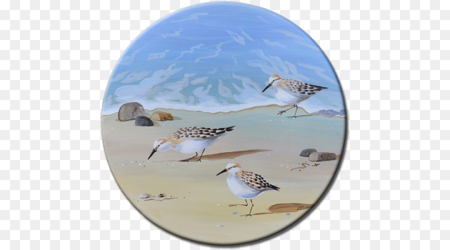 Pájaro，Sandpiper PNG