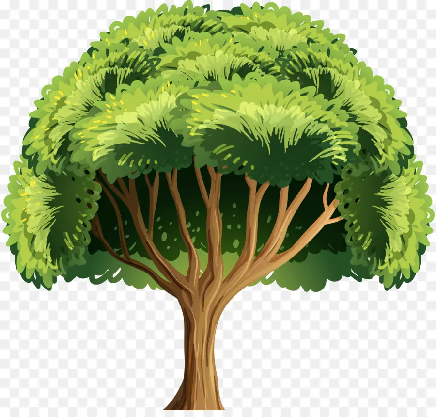 árbol，La Corteza PNG