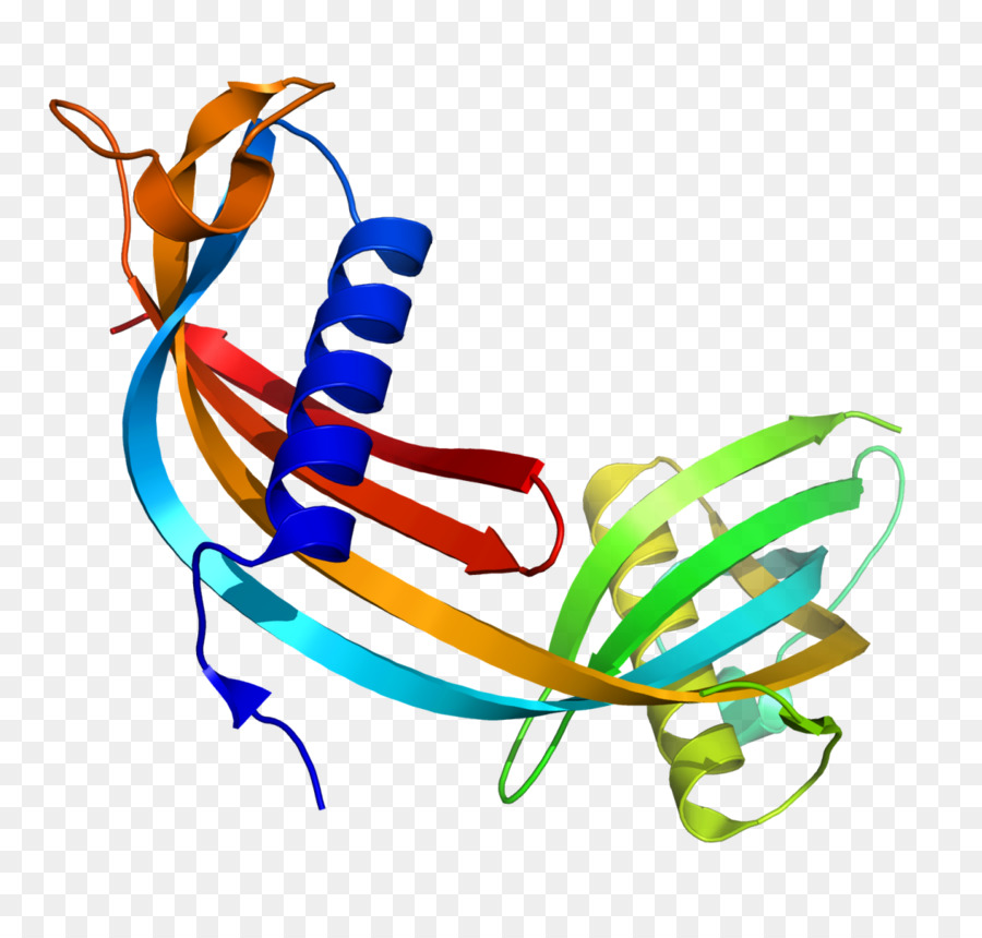 La Cistatina C，Inmunología PNG