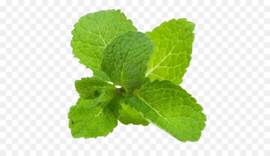 Hojas De Menta Verde，Hierba PNG