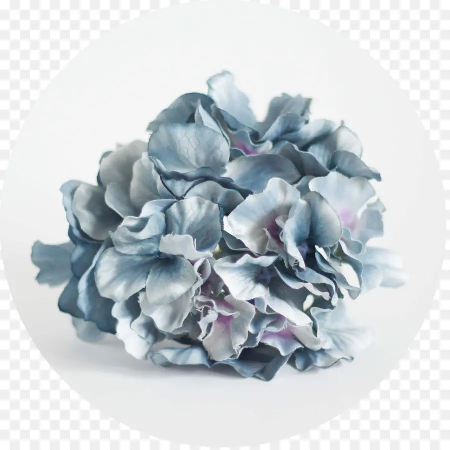 Hortensia，Azul PNG