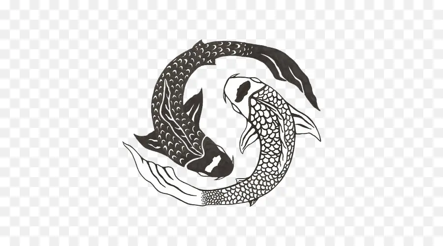 Koi，Yin Yang De Pescado PNG