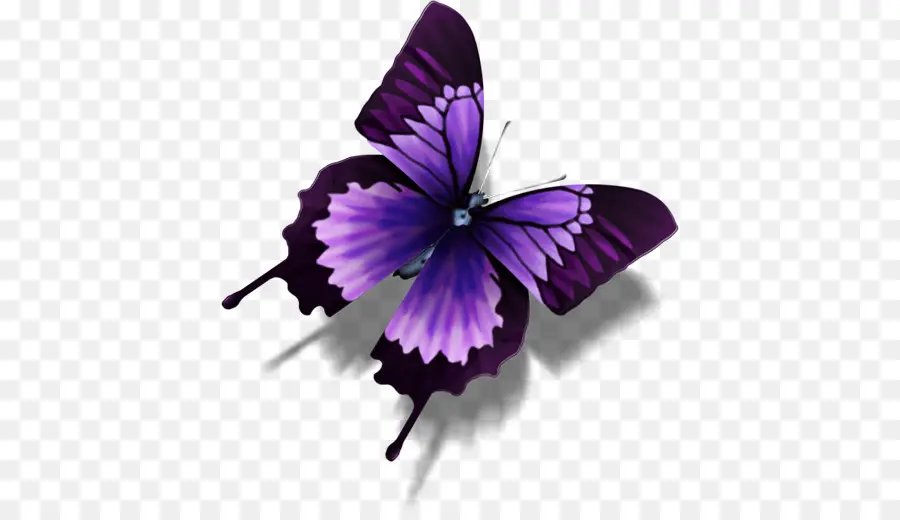 Mariposa，Morpho Aquiles PNG