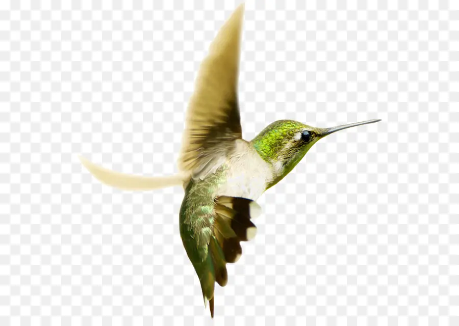 Colibrí，Masculino PNG