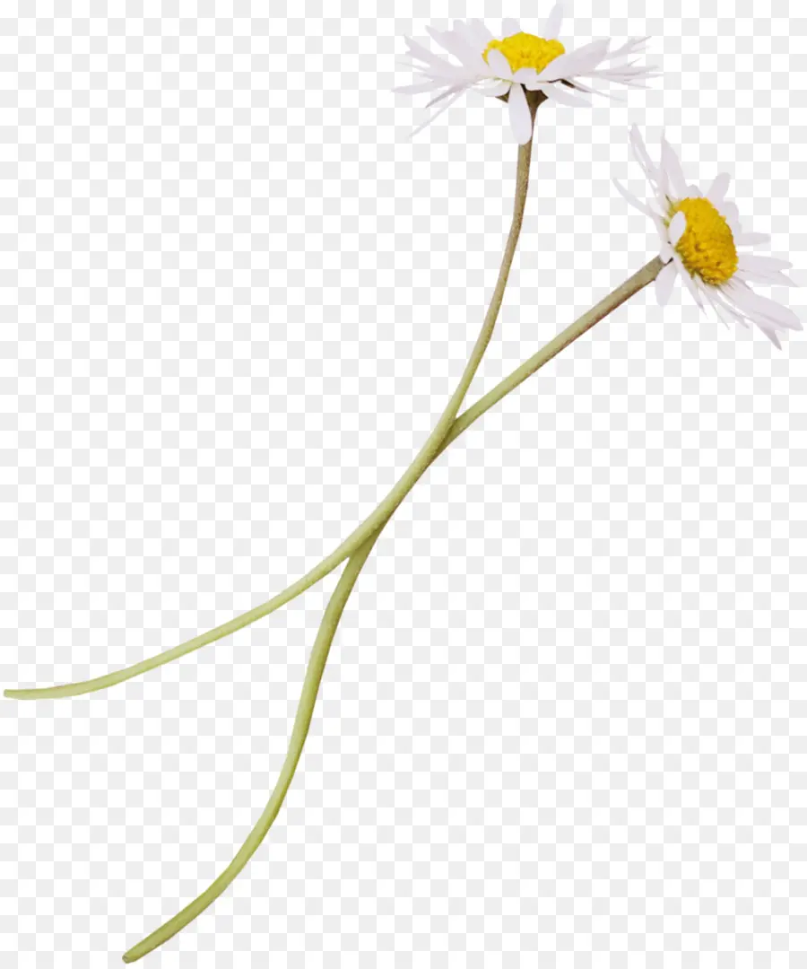 Flor，Descargar PNG