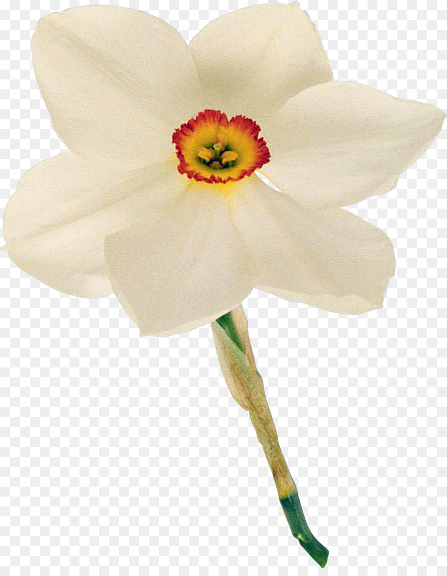 Narciso，Flor PNG