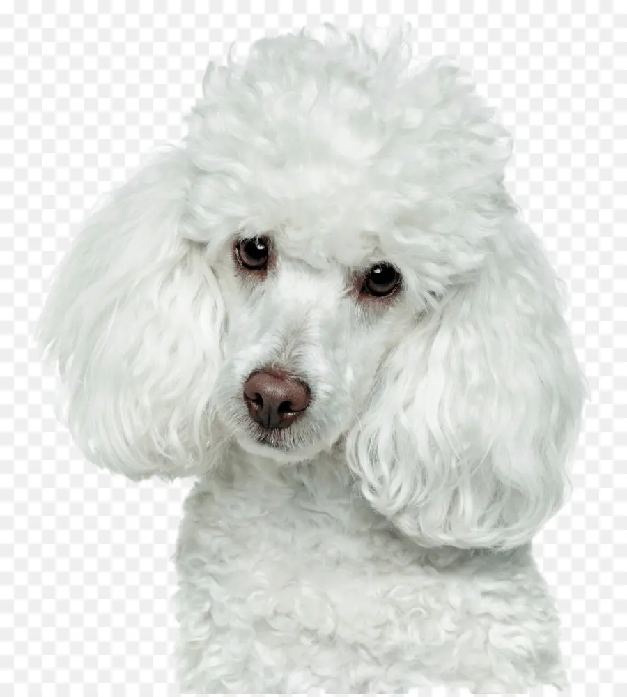 Caniche Toy，Caniche PNG