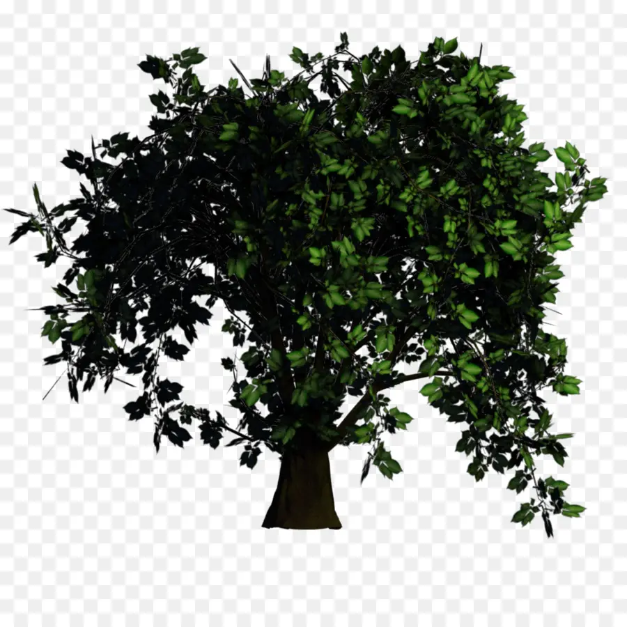 árbol，El Mapeo De Texturas PNG