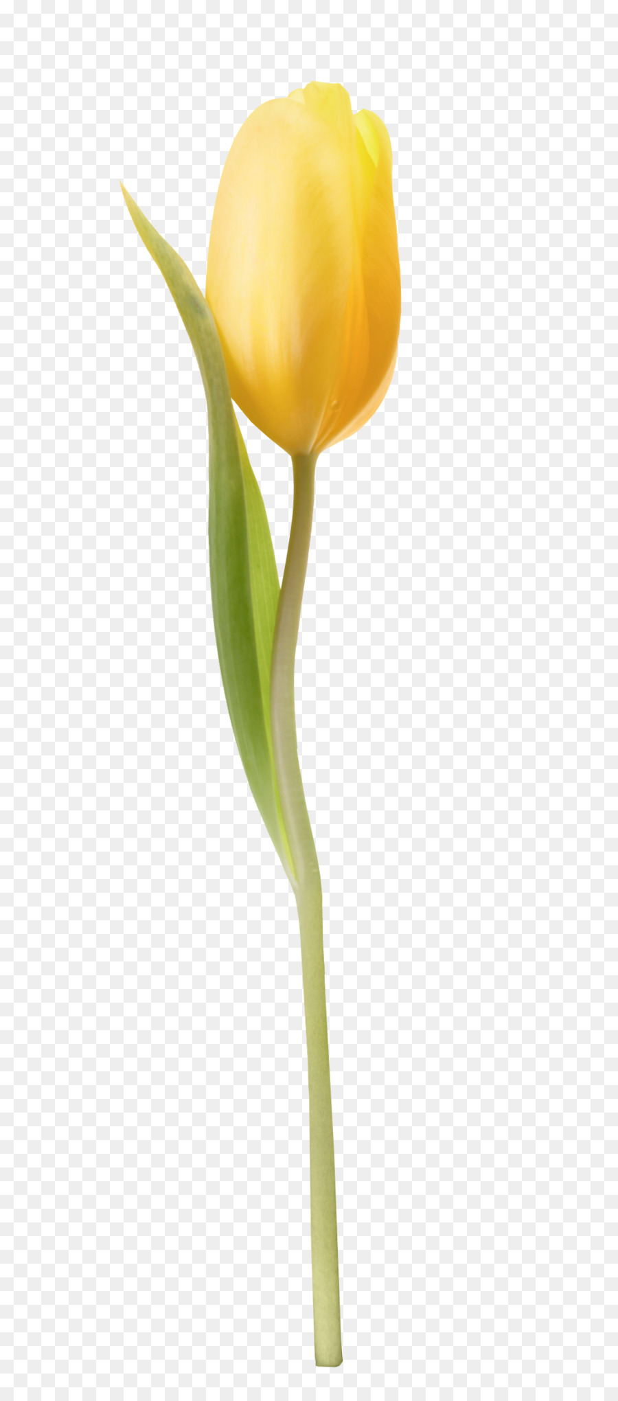 Flor，Tulip PNG