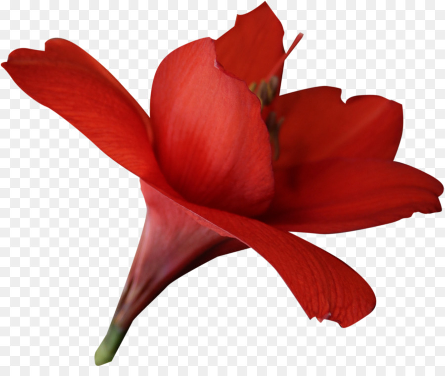 Flor，Rojo PNG