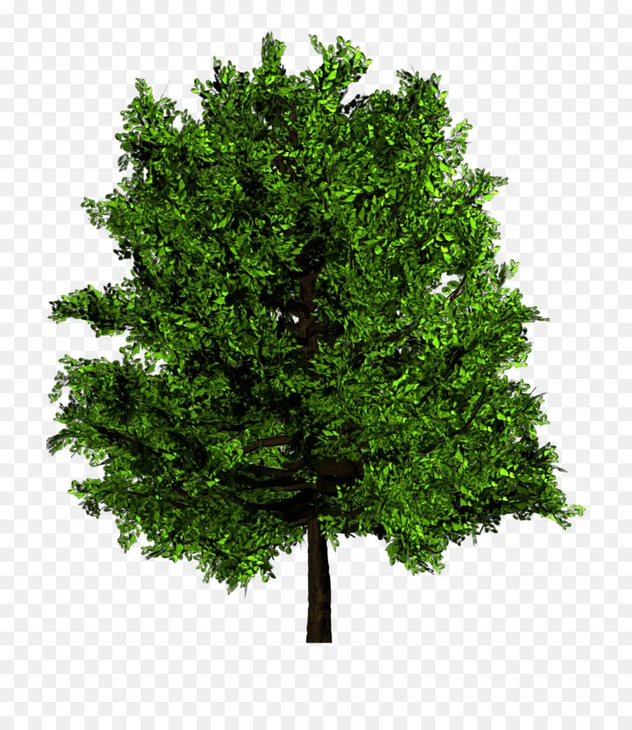 Olmo，Ulmus Minor PNG