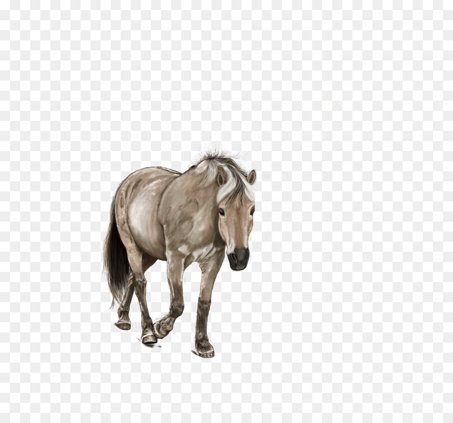 Caballo，Pony PNG