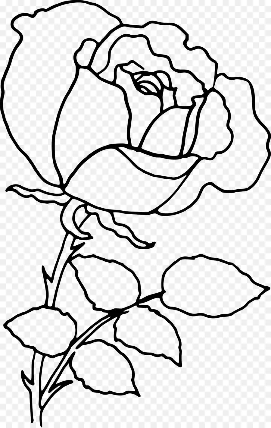 Rosa，Flor PNG