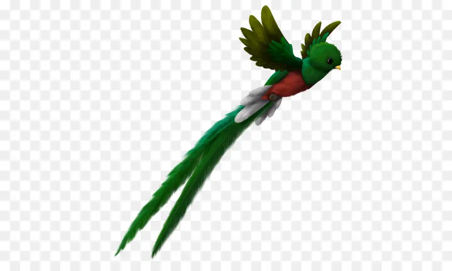 El Quetzal，Pájaro PNG