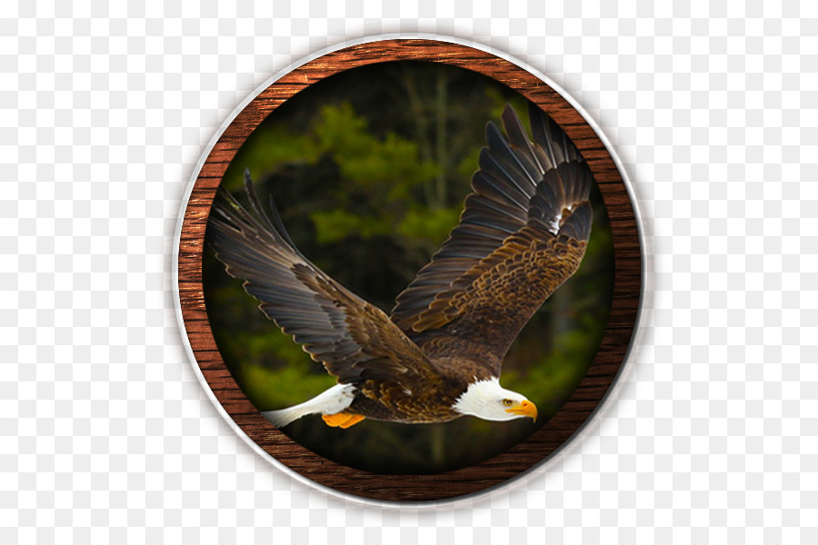 águila Calva，Estados Unidos PNG