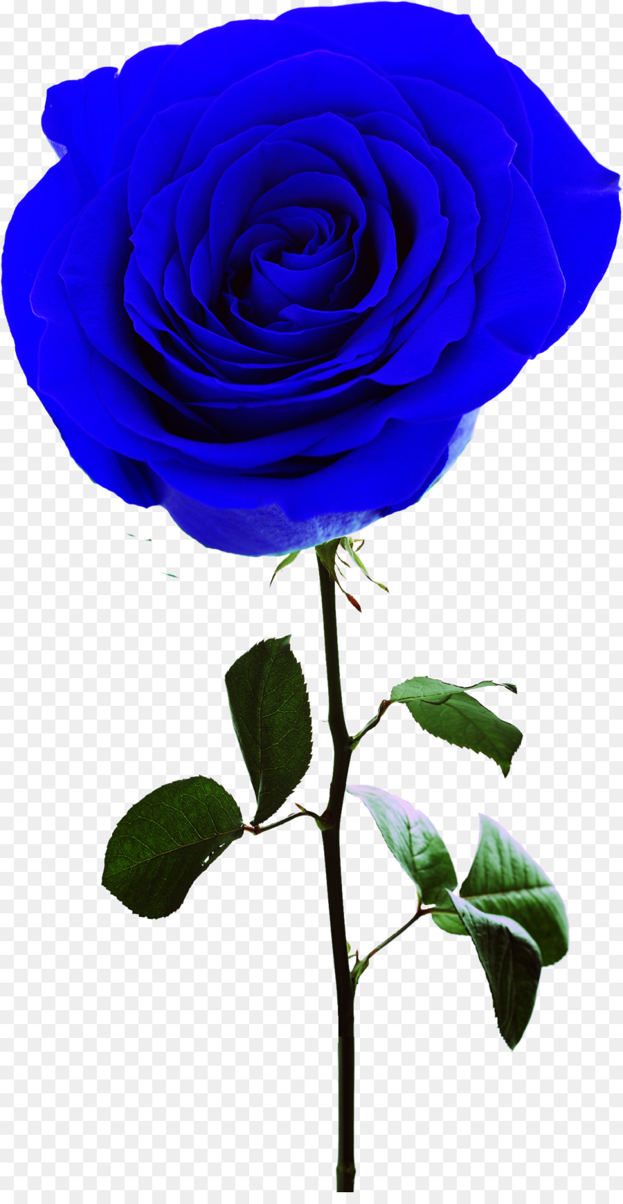 Rosa Azul，Pétalos PNG