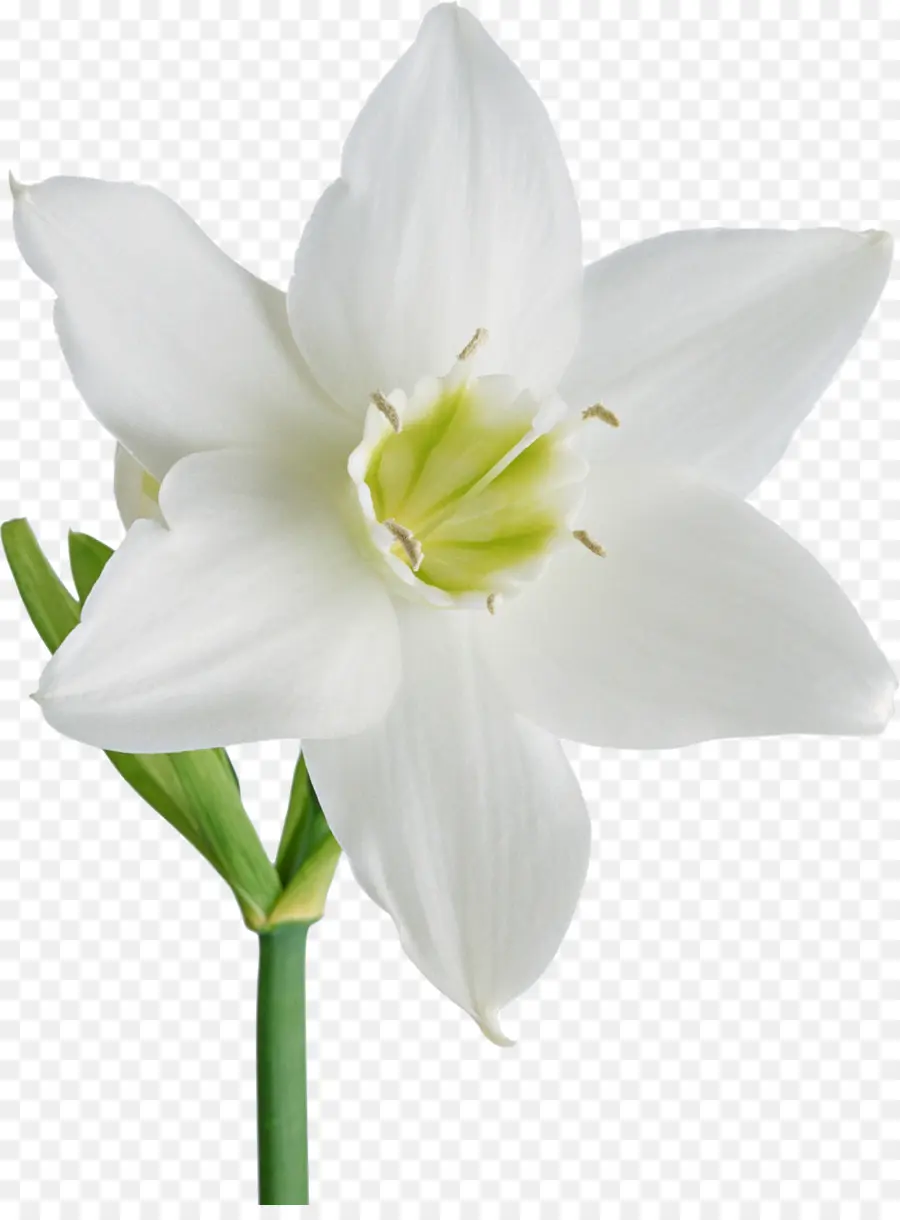 Flor Blanca，Naturaleza PNG