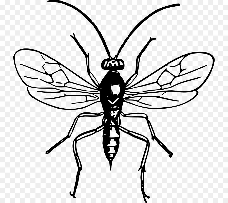 Insecto，Bicho PNG