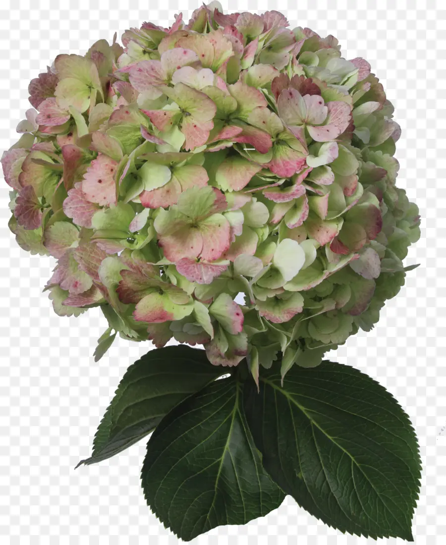 Hortensia，Las Flores Cortadas PNG