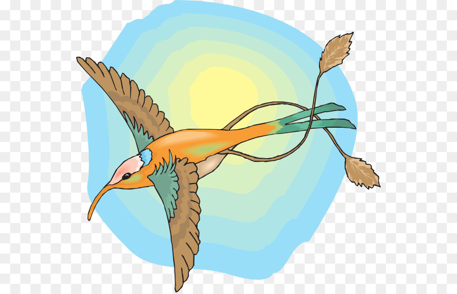 Pájaro，Colibrí PNG