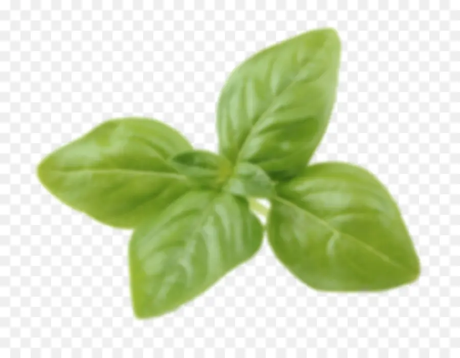 Hojas Verdes，Planta PNG