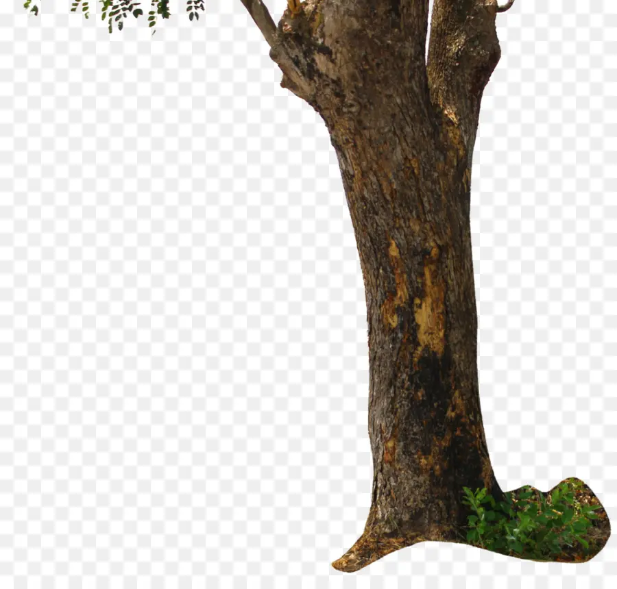 árbol，Tronco PNG