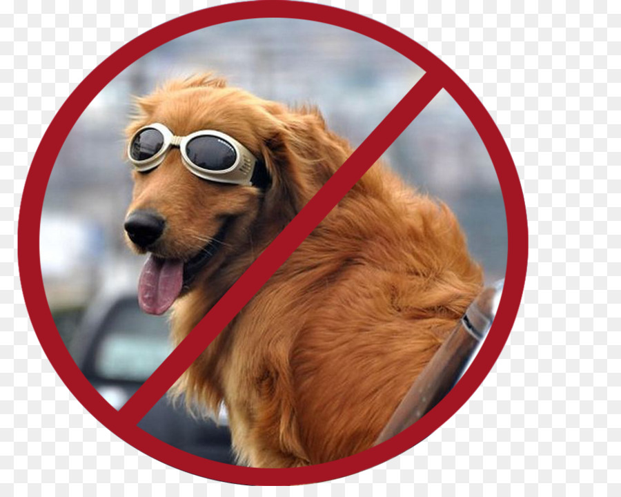 Golden Retriever，Coche PNG