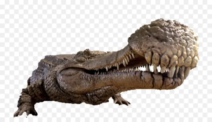 Sarcosuchus，Cocodrilo PNG